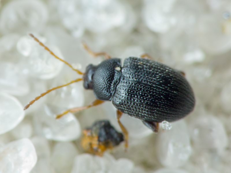 Epitrix pubescens (Koch, 1803)